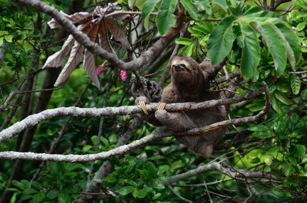 Animale exotice pe care merită să le vezi în propriul habitat - travelandbeauty.ro