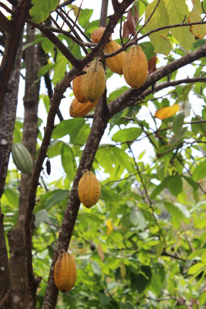 De la boaba de cacao la ciocolată - travelandbeauty.ro