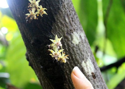 De la boaba de cacao la ciocolată - travelandbeauty.ro