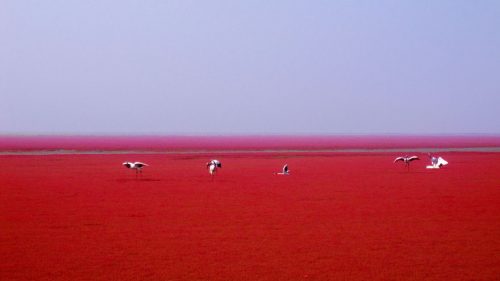 Plaja roșie din Liaoning, China - travelandbeauty.ro